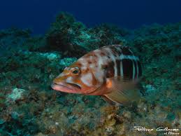 Image result for Serranus atricauda