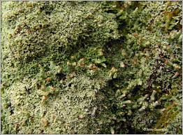 Attēlu rezultāti vaicājumam “Cladonia parasitica”