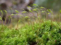 Attēlu rezultāti vaicājumam “Bryoerythrophyllum recurvirostrum sporophyte”