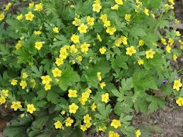 Attēlu rezultāti vaicājumam “Waldsteinia geoides”