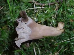 Attēlu rezultāti vaicājumam “Pseudocraterellus”