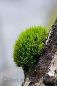 Attēlu rezultāti vaicājumam “Dicranum viride”