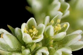 Attēlu rezultāti vaicājumam “Scleranthus perennis flower”