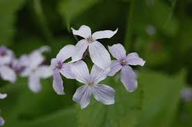 Attēlu rezultāti vaicājumam “Lunaria rediviva leaf”