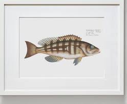 Image result for Epinephelus striatus