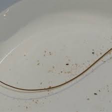 Attēlu rezultāti vaicājumam “Nematomorpha”