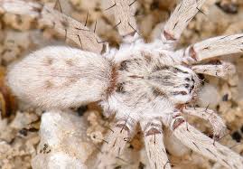 Attēlu rezultāti vaicājumam “Miturgidae”