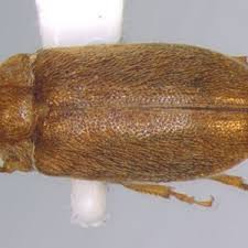 Attēlu rezultāti vaicājumam “Byturidae”