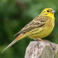 Attēlu rezultāti vaicājumam “Emberiza citrinella”