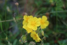 Attēlu rezultāti vaicājumam “Helianthemum nummularium fruit”