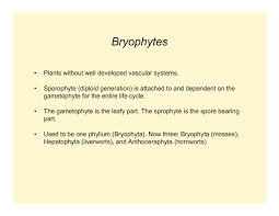 Attēlu rezultāti vaicājumam “Campylium stellatum sporophyte”