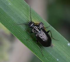 Attēlu rezultāti vaicājumam “Loricera pilicornis”