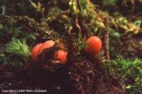 Attēlu rezultāti vaicājumam “Lycogala conicum”