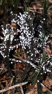 Attēlu rezultāti vaicājumam “Didymium melanospermum”