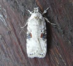 Attēlu rezultāti vaicājumam “Agonopterix alstromeriana”