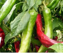 Afbeeldingsresultaat voor numex chimayo hot pepper