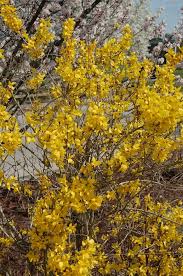 Attēlu rezultāti vaicājumam “Forsythia intermedia”