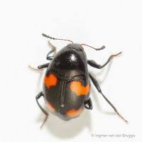 Attēlu rezultāti vaicājumam “Scaphidium quadrimaculatum”