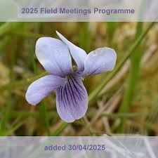 Attēlu rezultāti vaicājumam “Blysmus compressus flower”