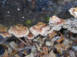 Attēlu rezultāti vaicājumam “Typhula setipes”