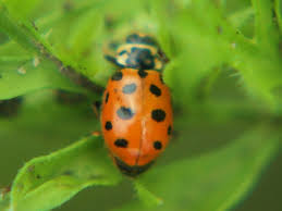 Attēlu rezultāti vaicājumam “Hippodamia tredecimpunctata”