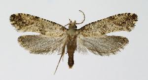 Attēlu rezultāti vaicājumam “Morophaga choragella”