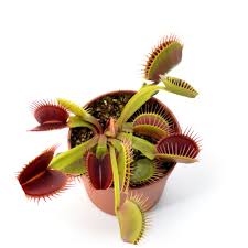 Attēlu rezultāti vaicājumam “Diachea muscorum”