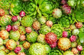 Attēlu rezultāti vaicājumam “Jovibarba globifera flower”