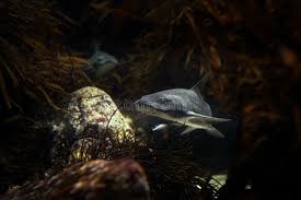 Image result for Triakis megalopterus