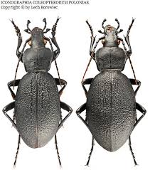 Attēlu rezultāti vaicājumam “Carabus coriaceus”