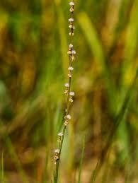 Attēlu rezultāti vaicājumam “Triglochin palustre”