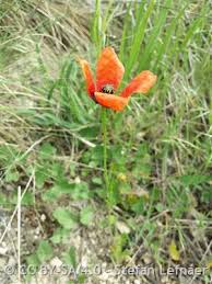 Attēlu rezultāti vaicājumam “Papaver argemone fruit”