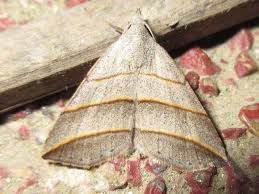 Attēlu rezultāti vaicājumam “Colobochyla salicalis”