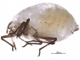 Attēlu rezultāti vaicājumam “Thecabius affinis”