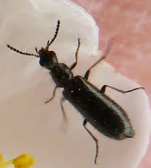 Attēlu rezultāti vaicājumam “Dasytes sp.”