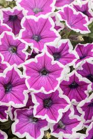 Image result for Petunia hybrida