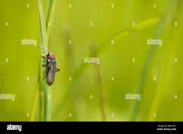 Attēlu rezultāti vaicājumam “Cantharis rustica imago”