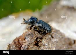 Attēlu rezultāti vaicājumam “Sinodendron cylindricum male”