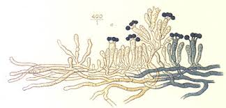 Attēlu rezultāti vaicājumam “Amaurochaete fusiformis”