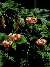 Attēlu rezultāti vaicājumam “Lilium lancifolium bud”