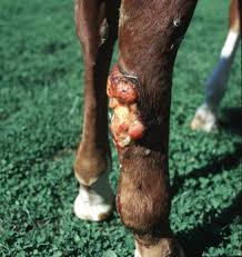 Image result for "proud flesh"