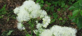 Attēlu rezultāti vaicājumam “Thalictrum aquilegifolium fruit”