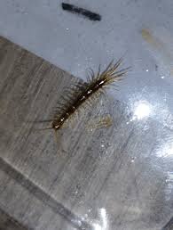 Attēlu rezultāti vaicājumam “Lithobius forficatus”