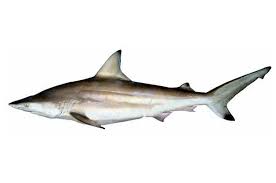 Image result for Carcharhinus limbatus