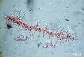 Attēlu rezultāti vaicājumam “Tilachlidium brachiatum”