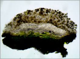 Attēlu rezultāti vaicājumam “Lecanora carpinea”