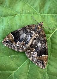 Attēlu rezultāti vaicājumam “Dysstroma truncata”