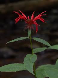 Image result for Monarda didyma