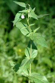 Attēlu rezultāti vaicājumam “Epilobium montanum”