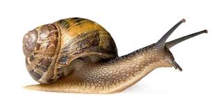 Attēlu rezultāti vaicājumam “Mollusca”